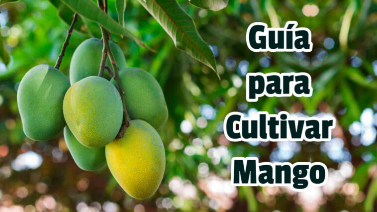 Guía para Cultivar Mango - GuiasPDF