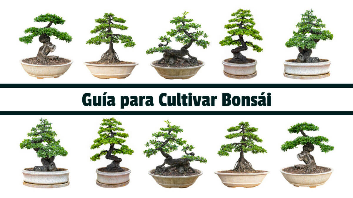 🥇 🥇 Guía para Cultivar Bonsái 🥇