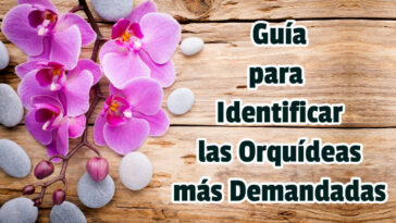 Guía para Identificar las Orquídeas más Demandadas - Guias PDF