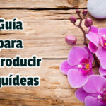 Guía para Reproducir Orquídeas - Guias PDF