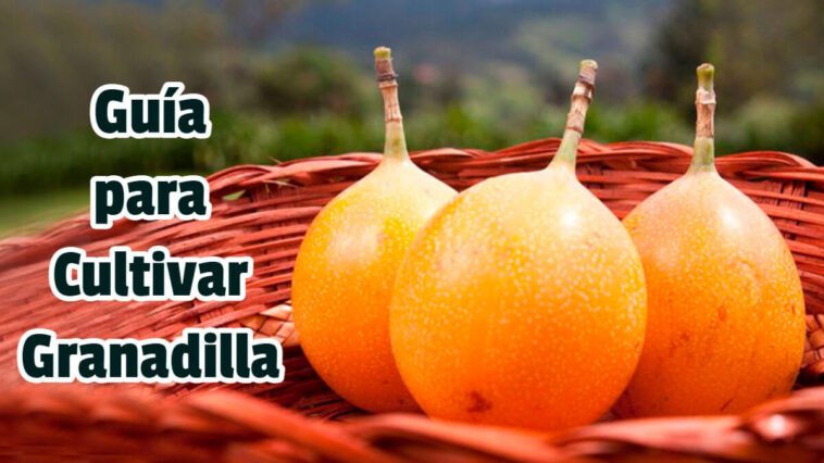 Guía para Cultivar Granadilla - Guias PDF