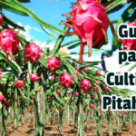 Guía para Cultivar Pitahaya - Guias PDF