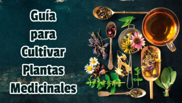 Guía para Cultivar Plantas Medicinales - Guias PDF