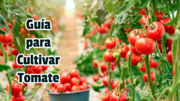 Guía para Cultivar Tomate - Guias PDF