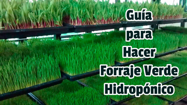 Guía para Hacer Forraje Verde Hidropónico - Guias PDF