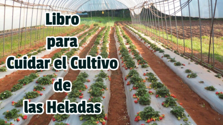 Libro para Cuidar el Cultivo de las Heladas - Guias PDF