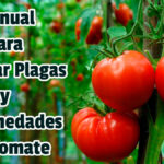 Manual para Eliminar Plagas y Enfermedades del Tomate - Guias PDF