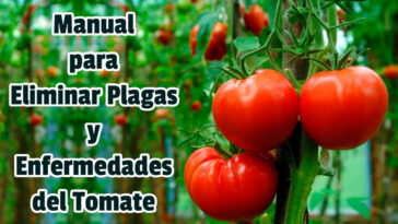 Manual para Eliminar Plagas y Enfermedades del Tomate - Guias PDF