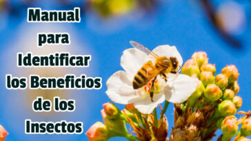 Manual para Identificar los Beneficios de los Insectos - Guias PDF